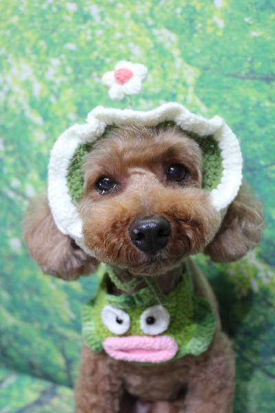 千葉県船橋市のトイプードルのトリミング画像