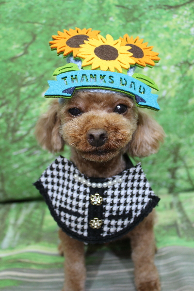 千葉県鎌ケ谷市のトイプードルのトリミング画像