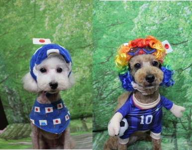 トイプードルブリーダーの成犬、トリミング画像