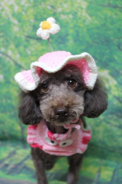 千葉県鎌ケ谷市のトイプードルのトリミング画像