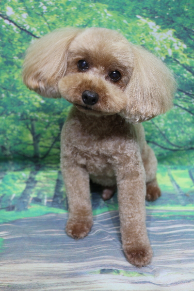 千葉県船橋市のトイプードルのトリミング画像