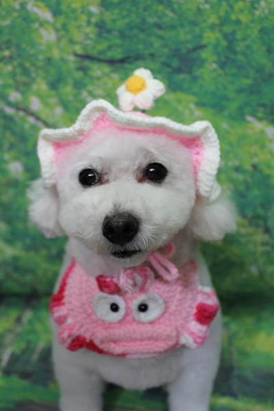 千葉県船橋市のトイプードルのトリミング画像