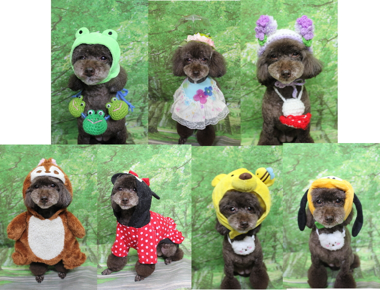 千葉県柏市のトイプードルのトリミング画像