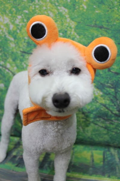 千葉県船橋市のトイプードルのトリミング画像