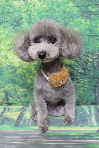 千葉県船橋市のトイプードルのトリミング画像