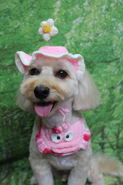 千葉県鎌ヶ谷市のミックス犬のトリミング画像