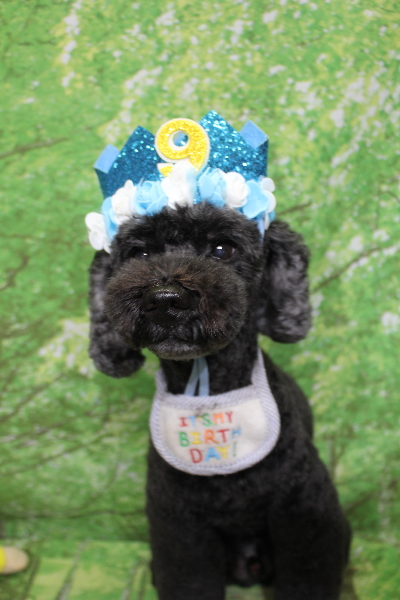 千葉県松戸市のトイプードルのトリミング画像