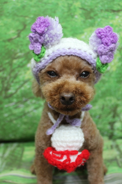 千葉県鎌ケ谷市のトイプードルのトリミング画像