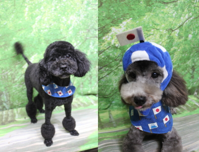 トイプードルブリーダーの成犬、トリミング画像