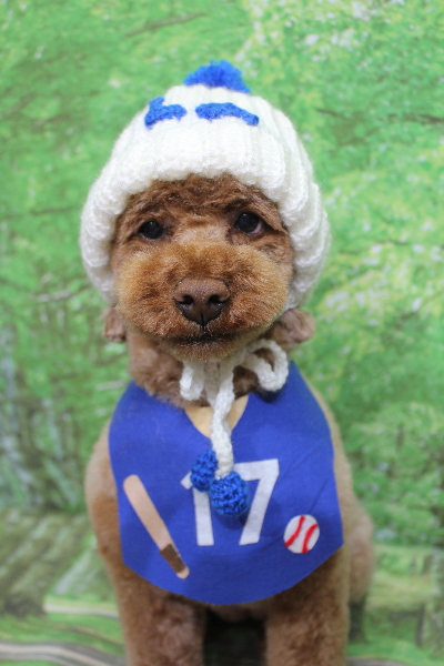 千葉県鎌ヶ谷市のトイプードルのトリミング画像