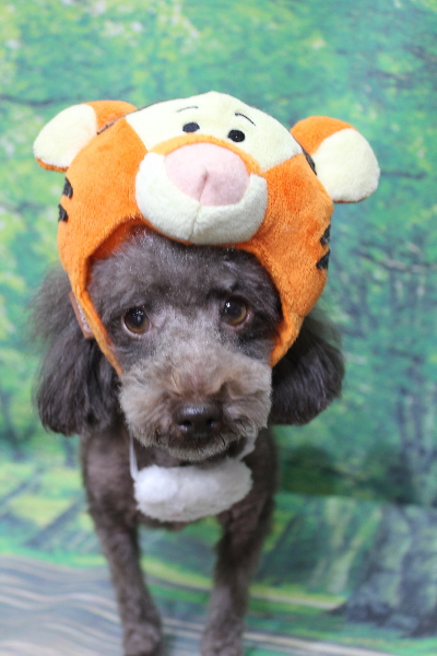 千葉県鎌ケ谷市のトイプードルのトリミング画像