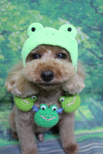 千葉県船橋市のトイプードルのトリミング画像