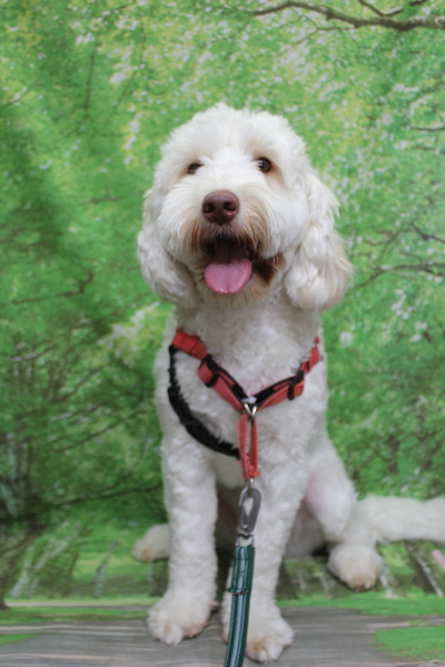 千葉県船橋市のオーストラリアンラブラドゥードルのトリミング前画像