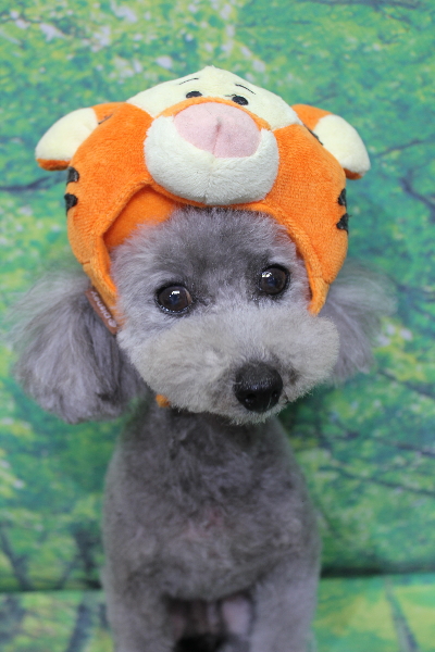 千葉県船橋市のトイプードルのトリミング画像