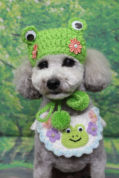 千葉県船橋市のトイプードルのトリミング画像