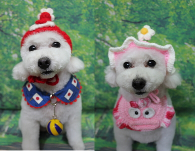 千葉県船橋市のトイプードルのトリミング画像