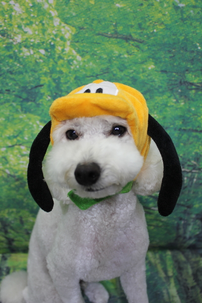 千葉県船橋市のトイプードルのトリミング画像