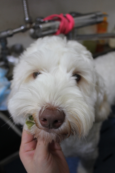 千葉県船橋市のオーストラリアンラブラドゥードルの歯磨き画像