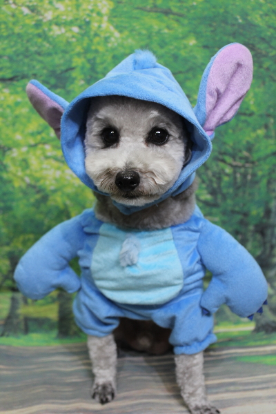 千葉県船橋市のトイプードルのトリミング画像