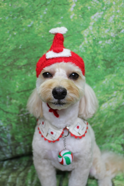 千葉県鎌ヶ谷市のミックス犬のトリミング画像