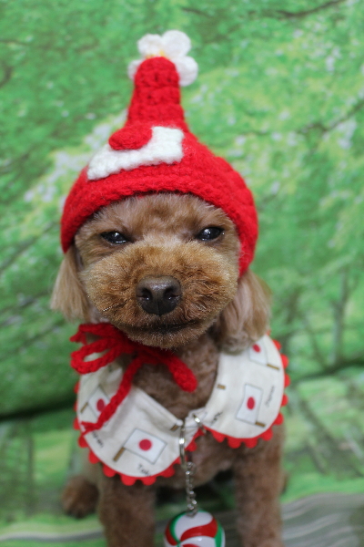 千葉県鎌ケ谷市のトイプードルのトリミング画像