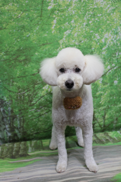 千葉県鎌ヶ谷市のトイプードルのトリミング画像