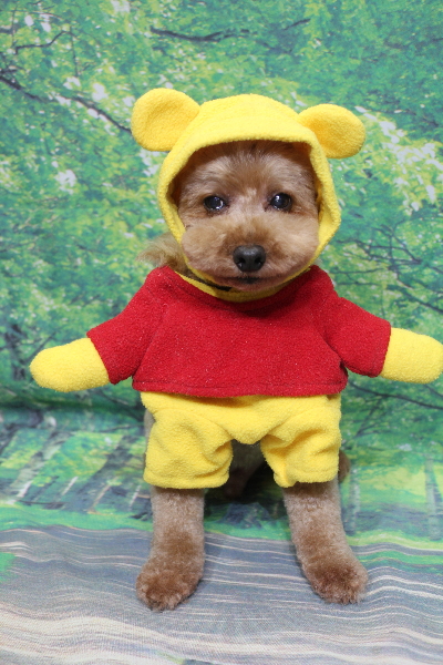 千葉県船橋市のトイプードルのトリミング画像