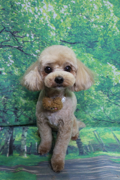 千葉県船橋市のミックス犬のトリミング画像