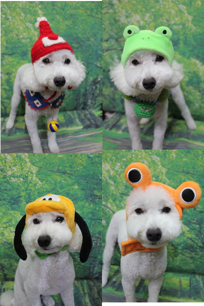 千葉県船橋市のトイプードルのトリミング画像