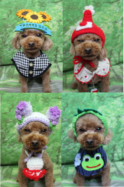 千葉県鎌ケ谷市のトイプードルのトリミング画像