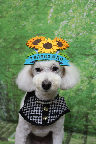 千葉県鎌ヶ谷市のトイプードルのトリミング画像