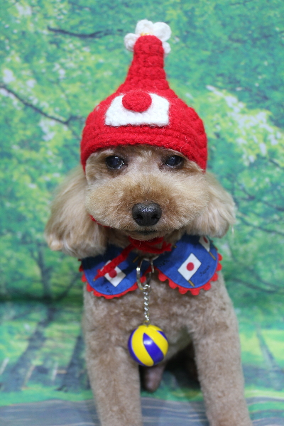 千葉県船橋市のトイプードルのトリミング画像