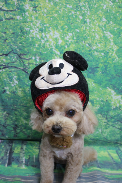 千葉県船橋市のミックス犬のトリミング画像