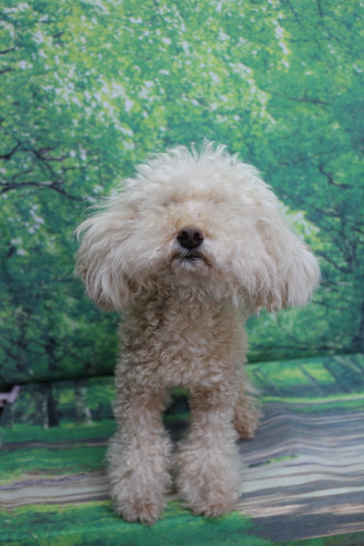 千葉県鎌ケ谷市のトイプードルのトリミング前画像