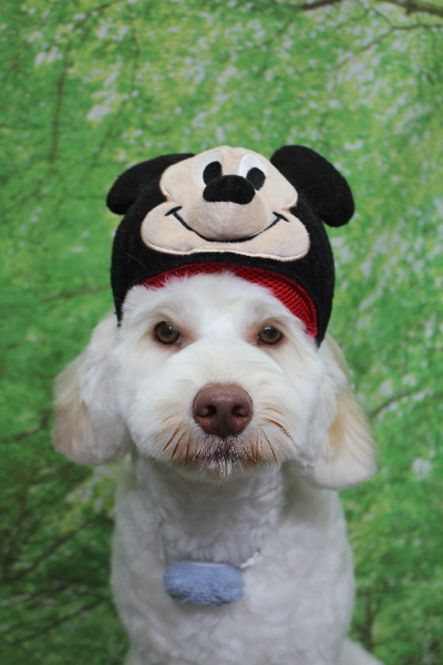 千葉県船橋市のオーストラリアンラブラドゥードルのトリミング画像