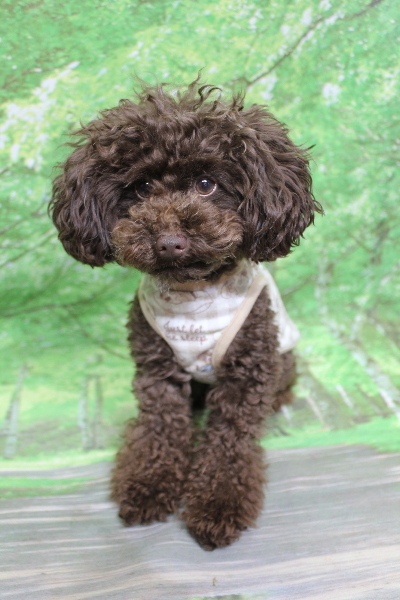 千葉県船橋市のトイプードルのトリミング前画像