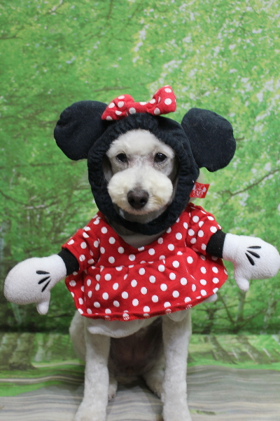 千葉県鎌ヶ谷市のトイプードルのトリミング画像