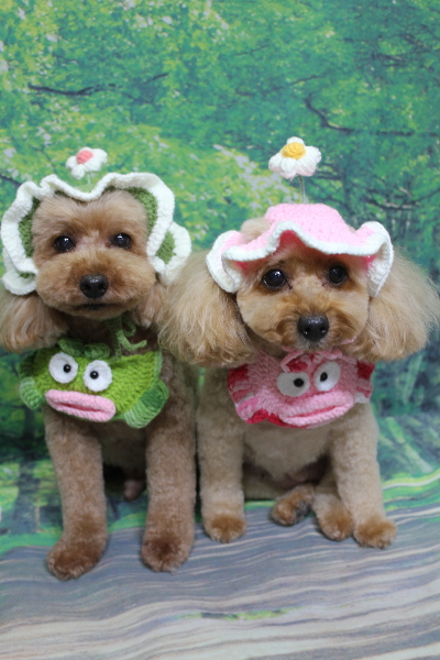 千葉県船橋市のトイプードルのトリミング画像