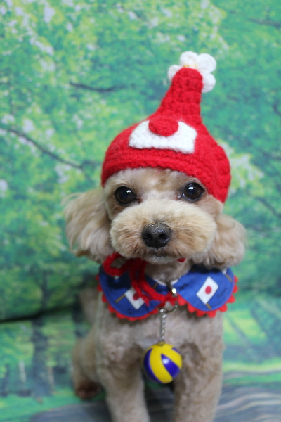 千葉県船橋市のミックス犬のトリミング画像