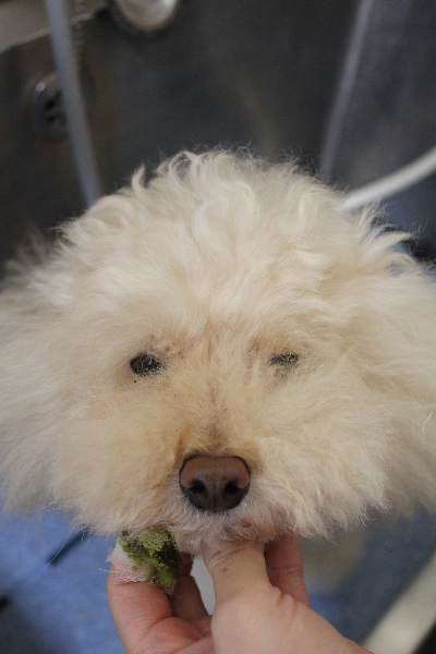 千葉県鎌ケ谷市のトイプードルのは歯磨き画像