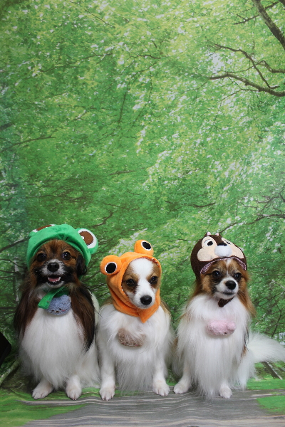 千葉県鎌ヶ谷市のパピヨンのトリミング画像