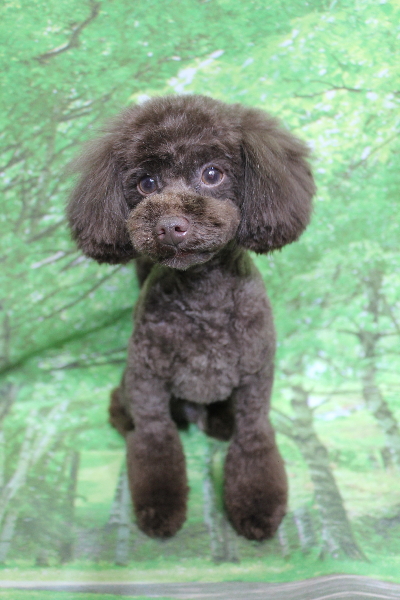 千葉県船橋市のトイプードルのトリミング画像