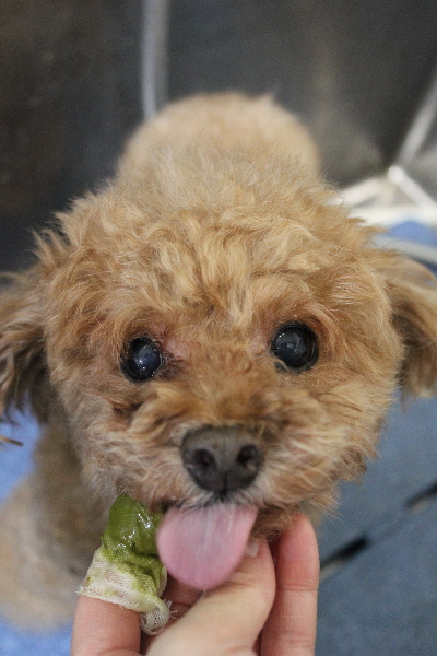 千葉県船橋市のトイプードルの歯磨き画像
