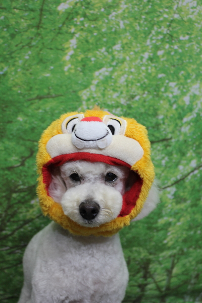 千葉県鎌ヶ谷市のトイプードルのトリミング画像