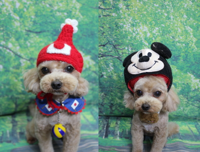 千葉県船橋市のミックス犬のトリミング画像