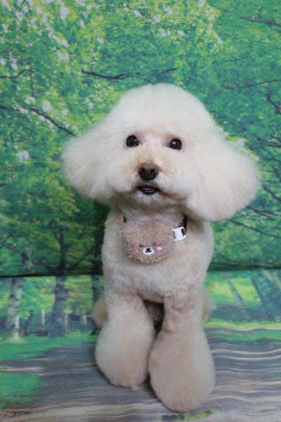 千葉県鎌ケ谷市のトイプードルのトリミング画像