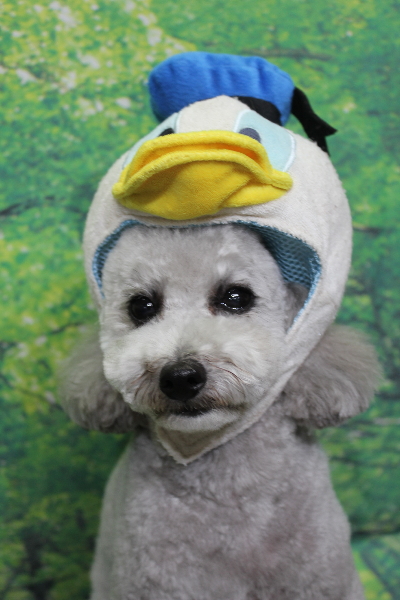 千葉県船橋市のトイプードルのトリミング画像