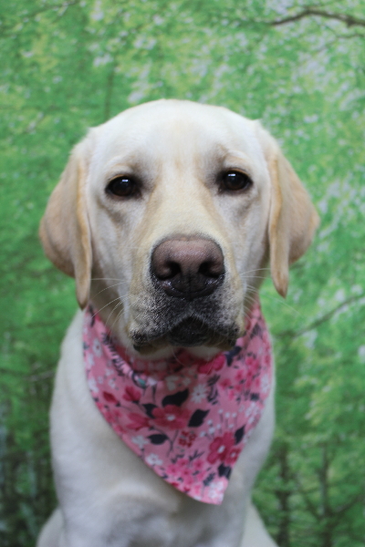 千葉県白井市のラブラドールレトリーバーのトリミング画像