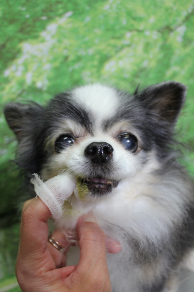 千葉県鎌ケ谷市のチワワの歯磨き画像