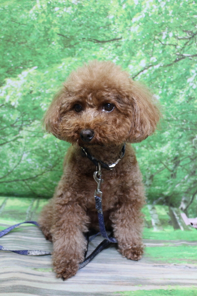 千葉県市川市のトイプードルのトリミング前画像